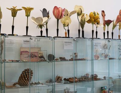 Farbfoto einer Glasvitrine. Auf der Vitrine stehen mehrere Modelle verschiedner Pflanzen, in der Vitrine liegen Pflanzenteile und Samen.