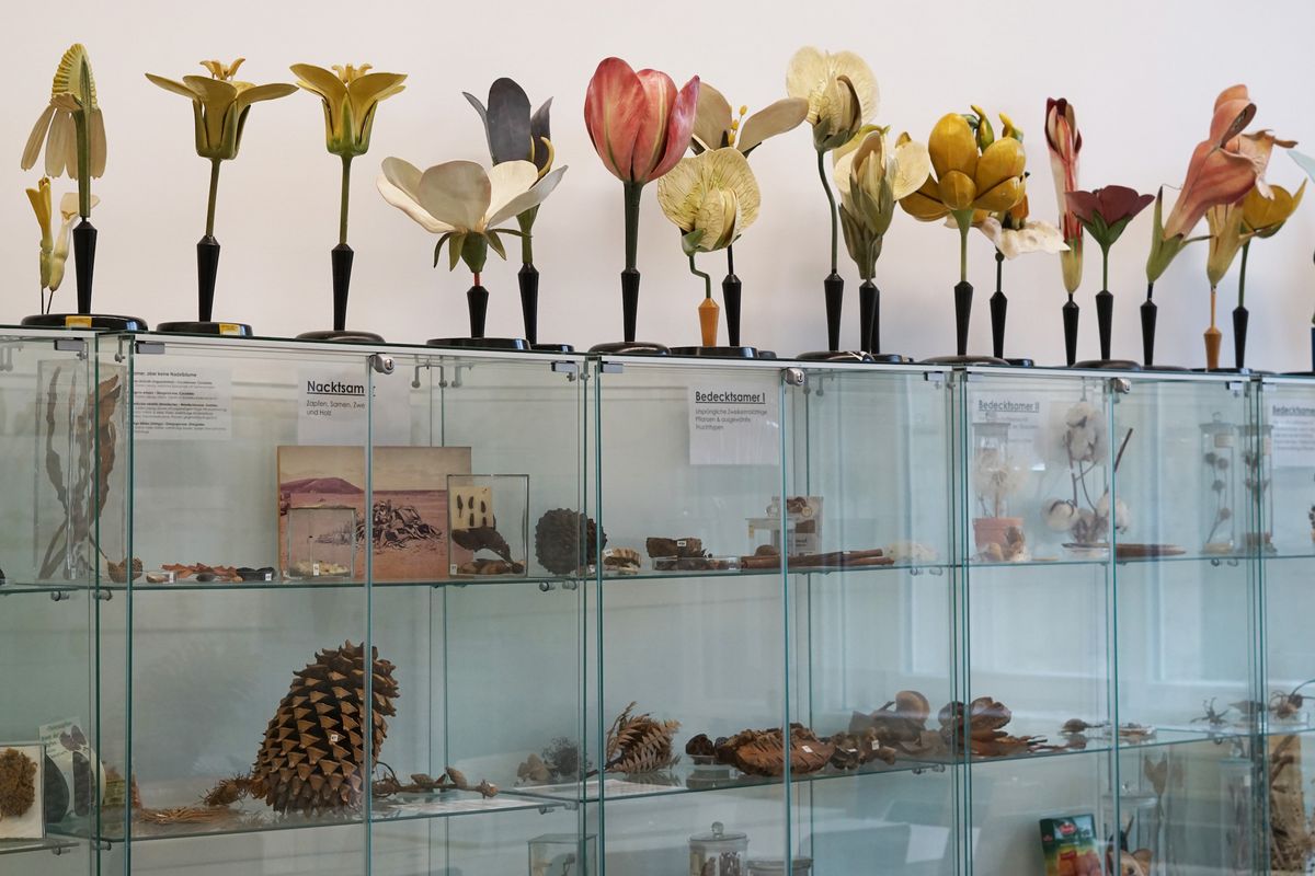 zur Vergrößerungsansicht des Bildes: Farbfoto einer Glasvitrine. Auf der Vitrine stehen mehrere Modelle verschiedner Pflanzen, in der Vitrine liegen Pflanzenteile und Samen.